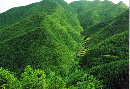 某林業(yè)集團戰(zhàn)略管控、人力資源體系咨詢項目案例